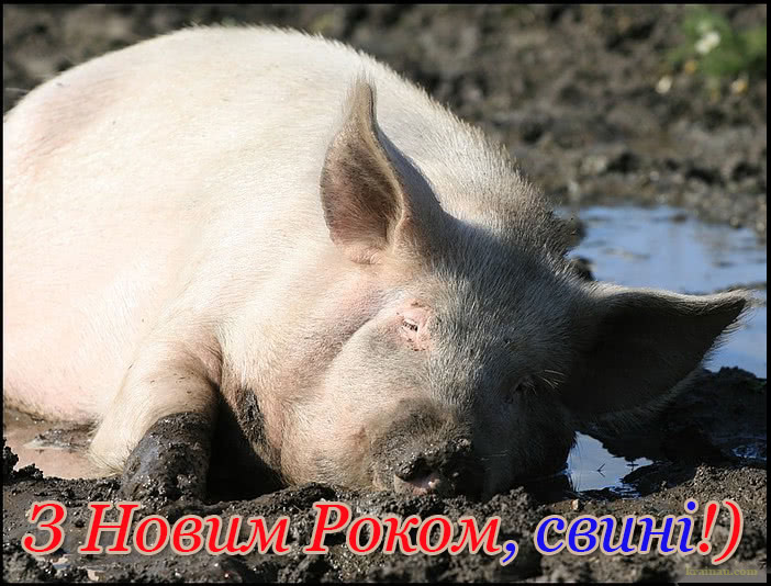 Картинки З Новим Роком 2019