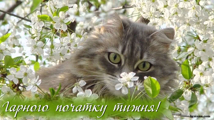 Побажання вдалого тижня