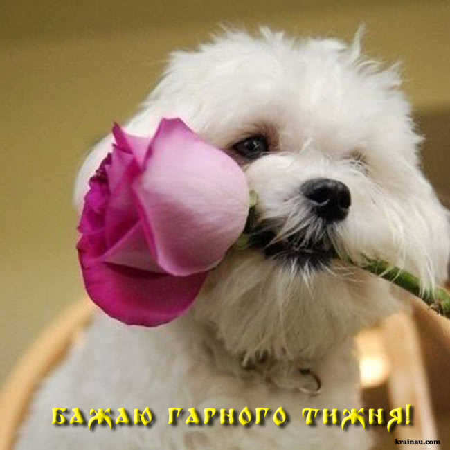 Картинки гарного початку тижня
