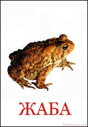 Картки диких тварин для дітей українською мовою
