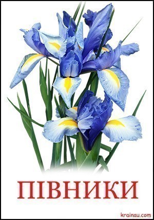 Картинки квітів для дітей