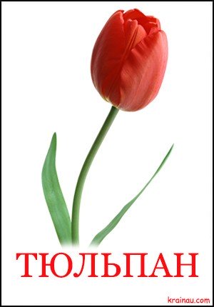 Картинки квітів для дітей за методикою Глена Домана