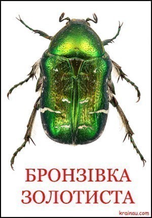 Картинка комахи Бронзівка Золотиста для розвитку дітей