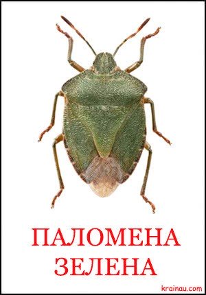 Картинки комах для дітей