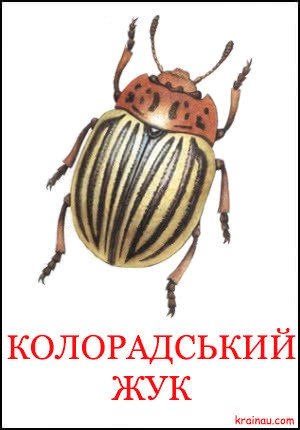 Картинка Колорадський жук для дітей Монтесорі