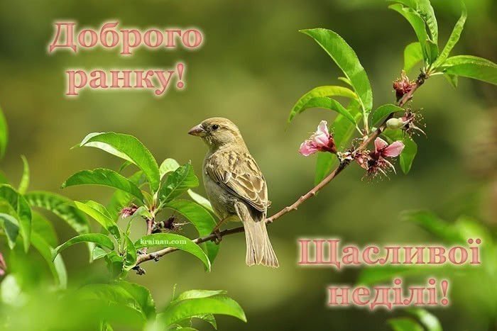 Листівки Доброго ранку неділя