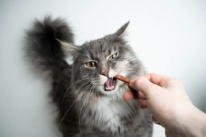 Годування кота