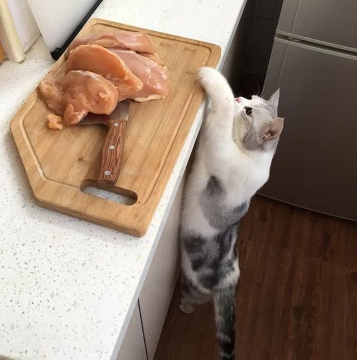 Кіт їсть м'ясо