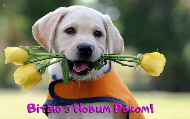 Прикольні листівки з Новим Роком 9